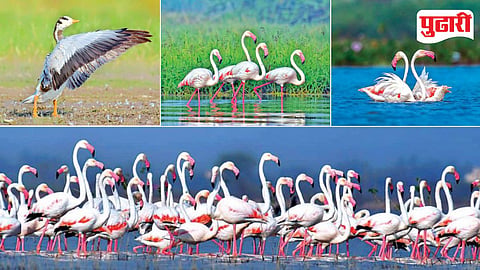 Rajegaon Birds