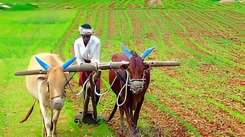 Heavy rainfall crop damage