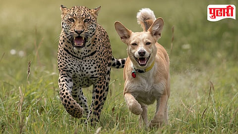 Wildlife and Stray Dog