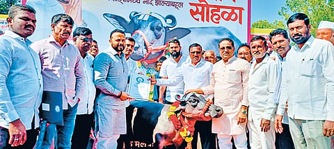 Radha buffalo: गिनीज बुक ऑफ वर्ल्ड रेकॉर्डमध्ये मलवडीच्या ‘राधा’ म्हशीची नोंद