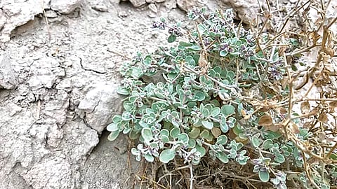 Death Valley: डेथ व्हॅलीमधील झुडपाचे उष्मा सहन करण्याचे गुपित उघड!