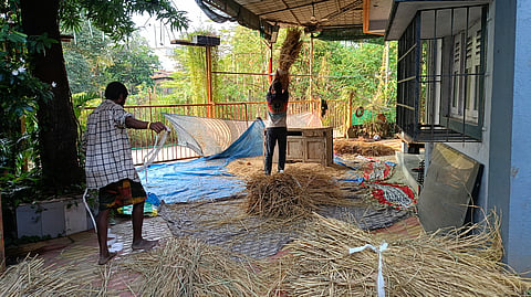 Vasai paddy harvesting