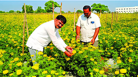 Marigold Cultivation