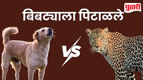 Leopard Dog Chase Pune
