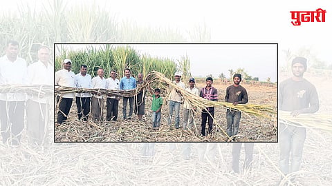 High Yield Sugarcane Farming