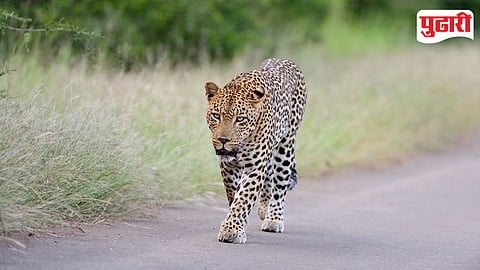 Leopard Entry Kopargaon Highway
