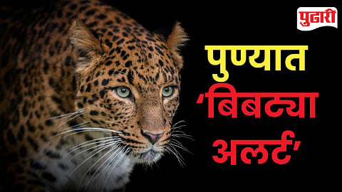 Pune Leopard Alert