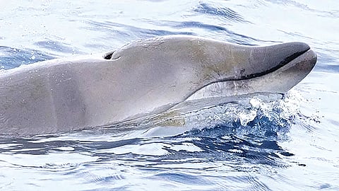 Mexico Whale Sighting