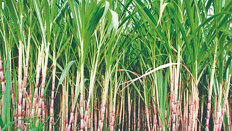 Maharashtra Sugar Production: राज्यात 1 कोटी 15 लाख क्विंटल साखरेची निर्मिती