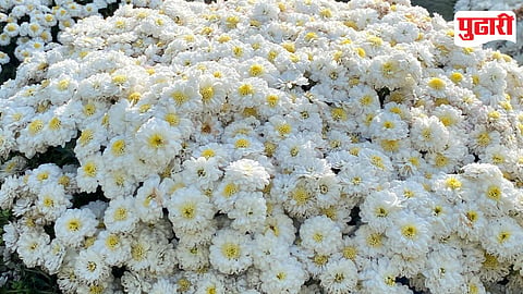 Flower Market Crash