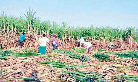 Sugarcane Cutting |