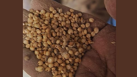 Kada Ration Shop Poor Quality Grain