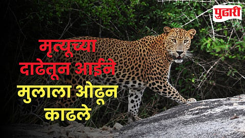 Leopard Attack Nimgaon