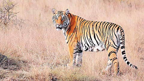 Tiger |