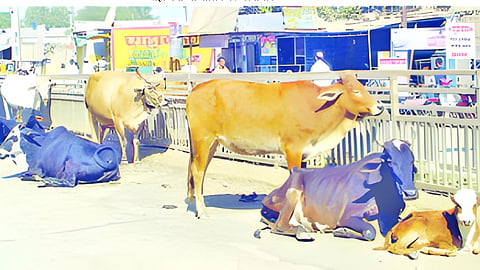 Jalna News