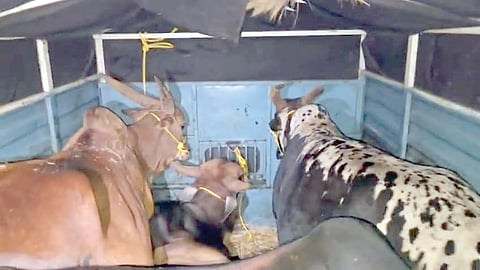 Illegal cattle transport seized