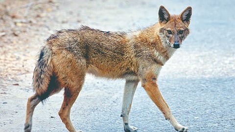 Fox Death