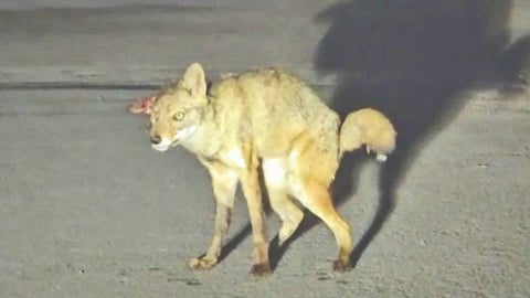Injured golden jackal