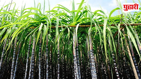 Maharashtra Sugarcane Cultivation