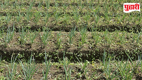 Otur Onion Crop Damage