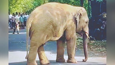 Omkar elephant