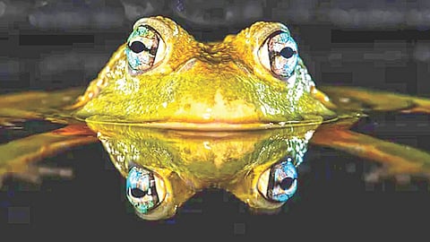 Frog Respiration