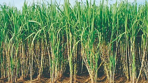 Sugarcane Weighing