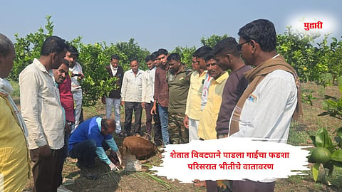Jalana: रुई येथील शेतात बिबट्याने पाडला गाईचा फडशा