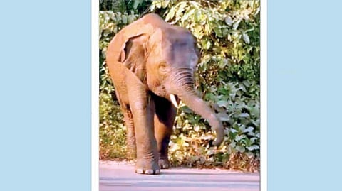 Omkar the elephant