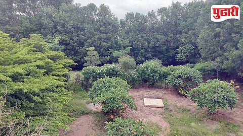 Garden Green Heaven