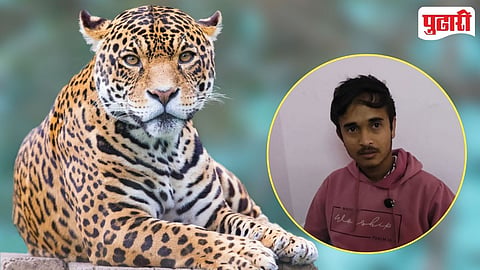 Leopard Attack
