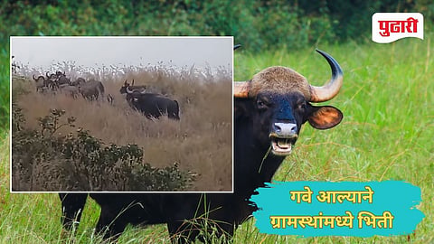 Kolhaour Bison News शिरोली दुमाला डोंगरावर १५ गव्यांचा कळप