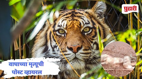 Ratnagiri News |राजापूरात वाघाचा मृत्यू झाल्याच्या पोस्टने खळबळ, मृतदेह निघाला दुसऱ्याच प्राण्याचा!