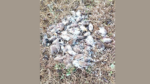 Dombivli Satpoul bird deaths