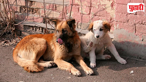 Stray Dogs