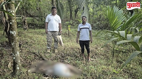 Vengurla leopard attack calf killed