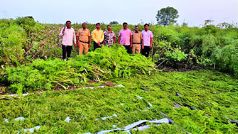 Ganja Seized