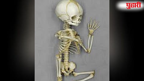 Human skeleton