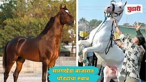 Sarangkheda Horse Market 2025