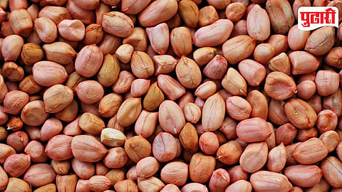 Groundnut