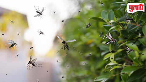Mosquito