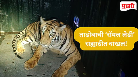 tiger