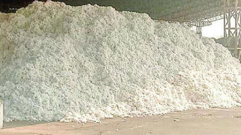 CCI cotton purchase center