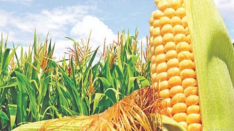 Maize Price Crash