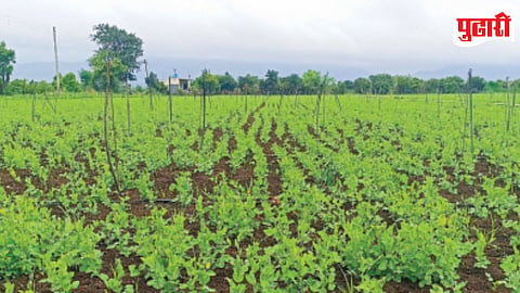 Purandar Peas Crop
