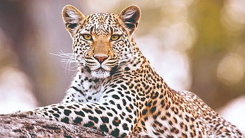 Leopards Sheltering