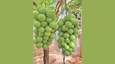 grapes