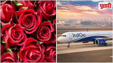 Indigo And Roses