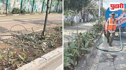 PCMC Dripline Theft