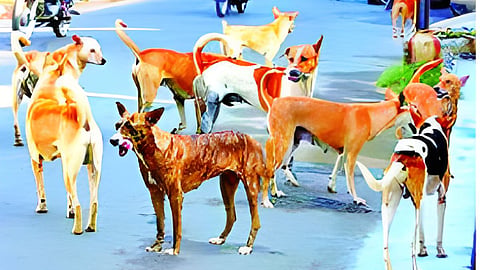 Stray Dogs News